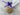 Cookie in clear packaging with a purple bow and personalized tag on a marble surface